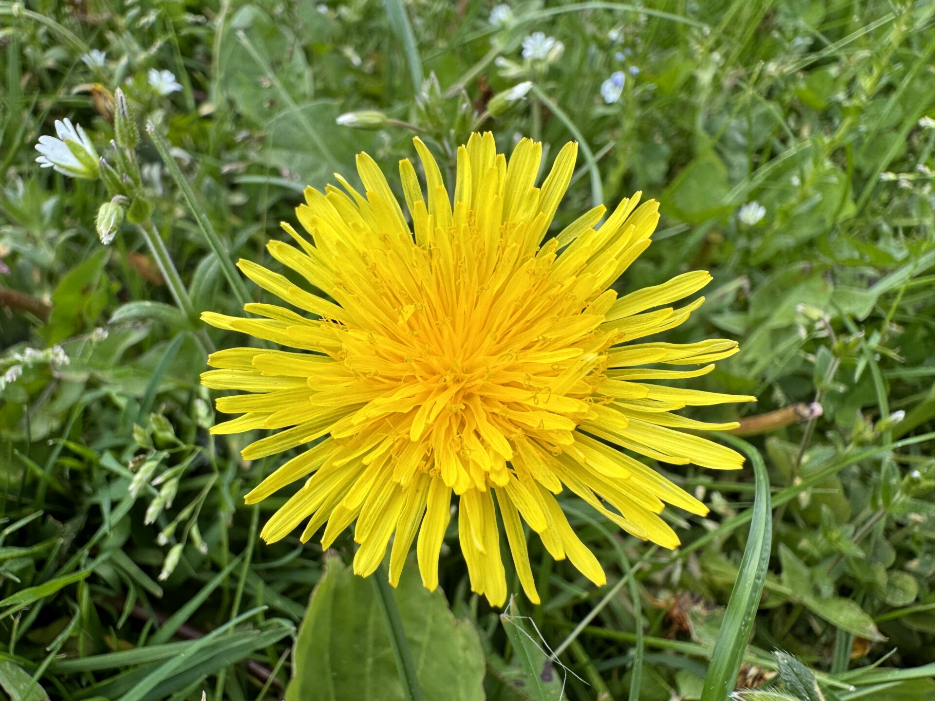 Eine gelb blühende Löwenzahnblüte.
