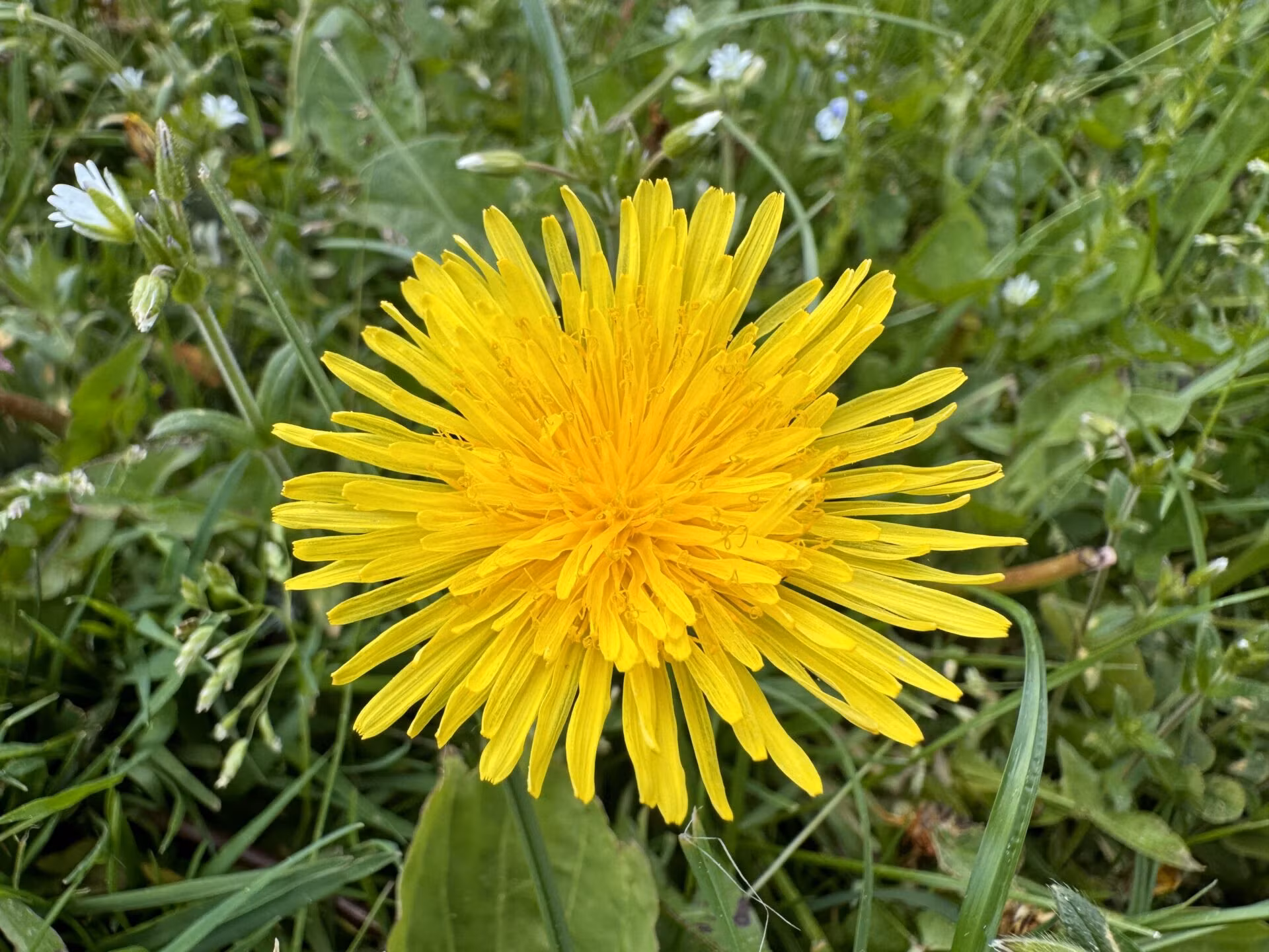 Eine gelb blühende Löwenzahnblüte.