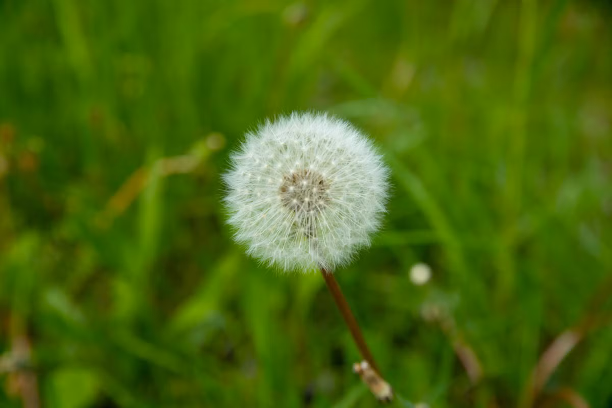 Löwenzahn Pusteblume Nahaufnahme