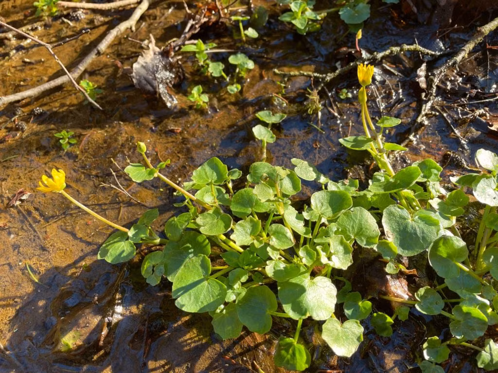 blühendes Scharbockskraut auf sumpfigen Boden
