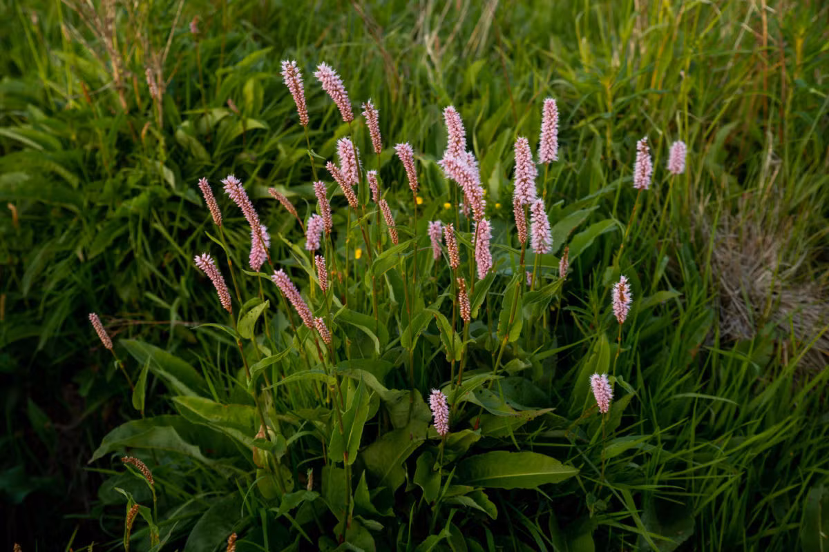 blühender Wiesenknöterich in der Wiese