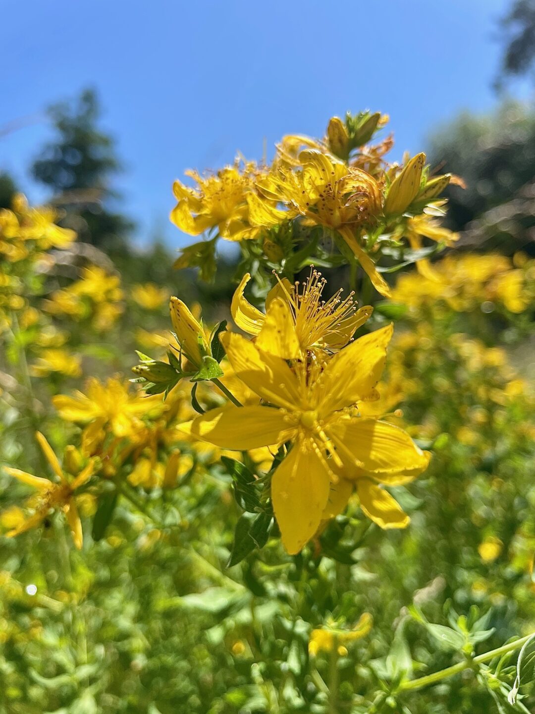 gelbe Blüten des Johanniskraut mit Blättern vor blauem Himmel