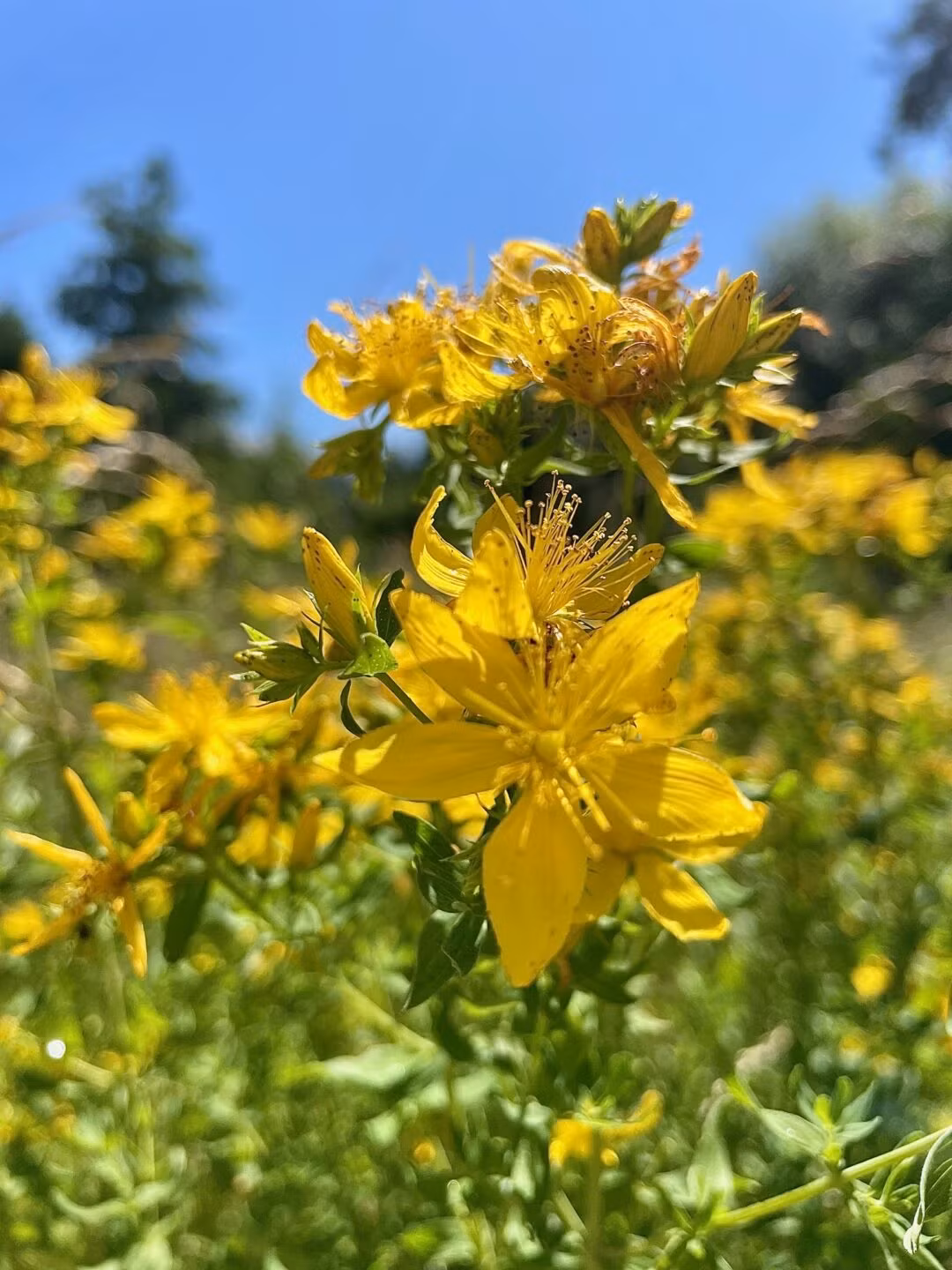 gelbe Blüten des Johanniskraut mit Blättern vor blauem Himmel