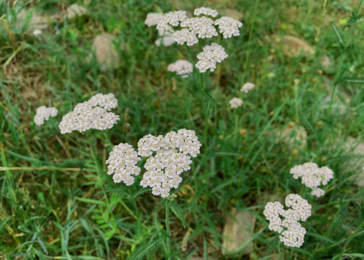 Schafgarbe