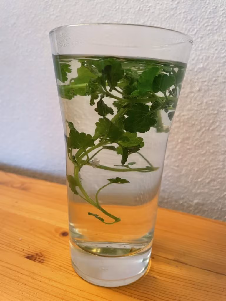 Kräutertee im Glas