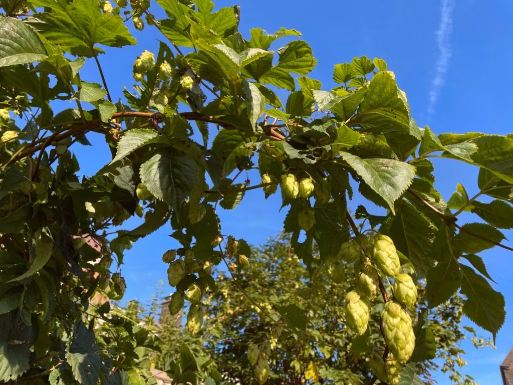 Wilder Hopfen