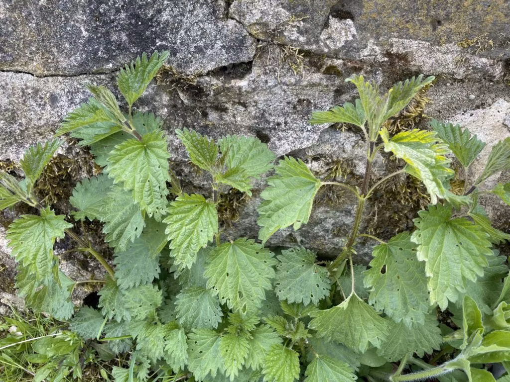Brennessel vor der Mauer