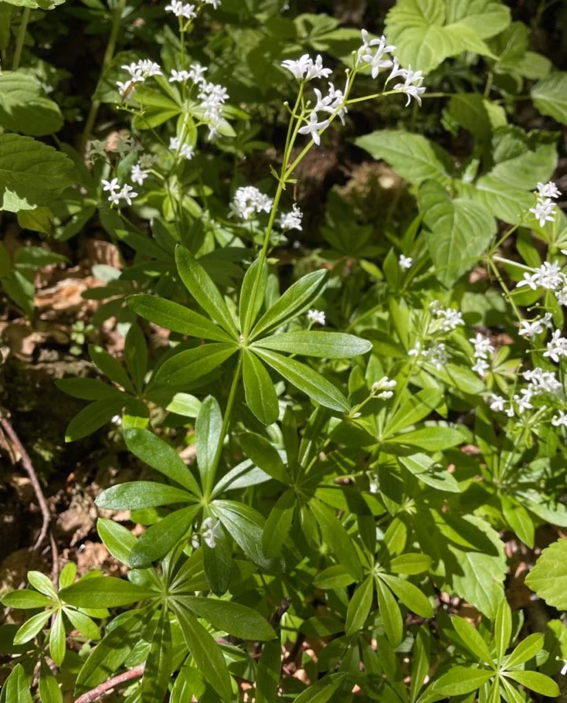 blühender Waldmeister in der Sonne
