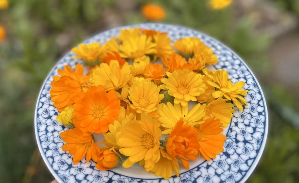 Ringelblumen aus dem Garten