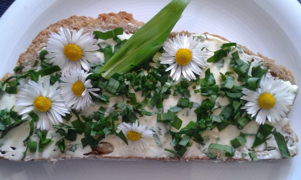 Butterbrot mit Gänseblümchen und Bärlauch