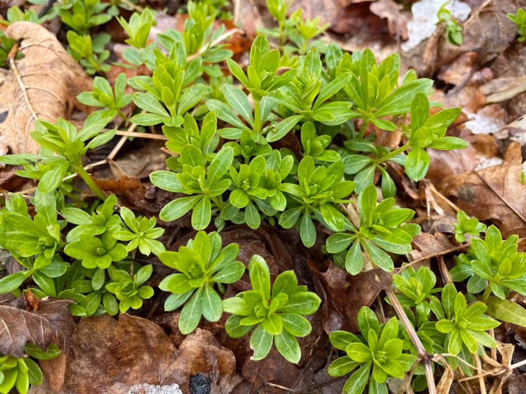 Waldmeister im Frühling zwischen Laub