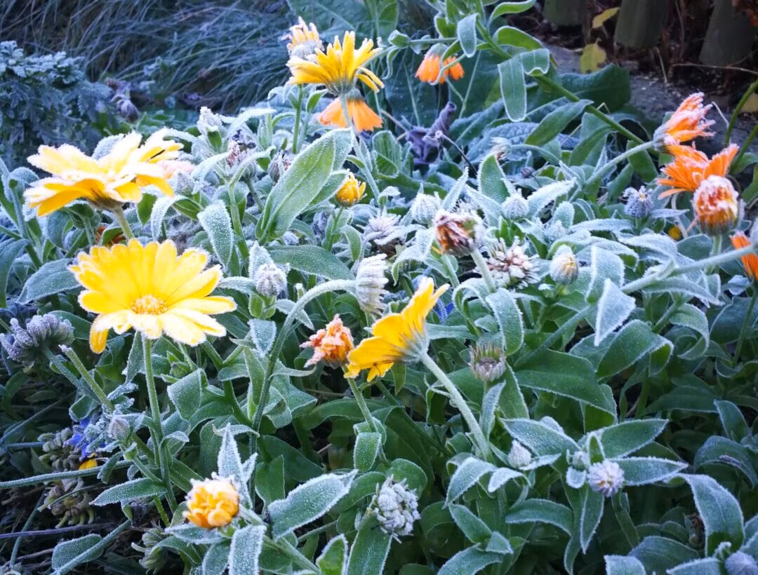 Ringelblumen mit Blättern und Blüten