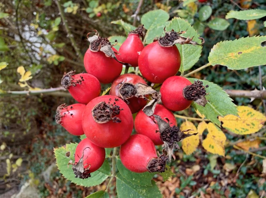 12 rote Früchte der Hundsrose, auch Hagebutten genannt, an einem Strauch