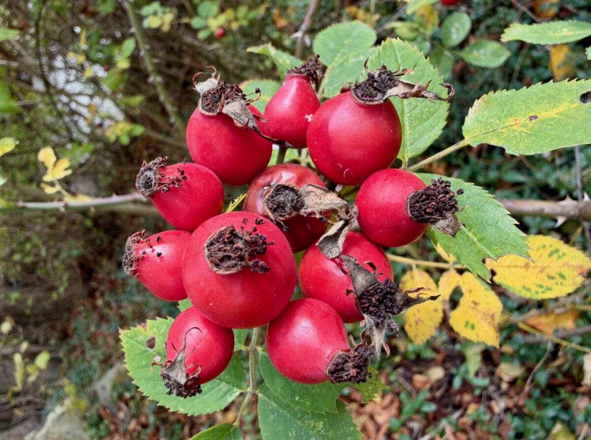 12 rote Früchte der Hundsrose, auch Hagebutten genannt, an einem Strauch