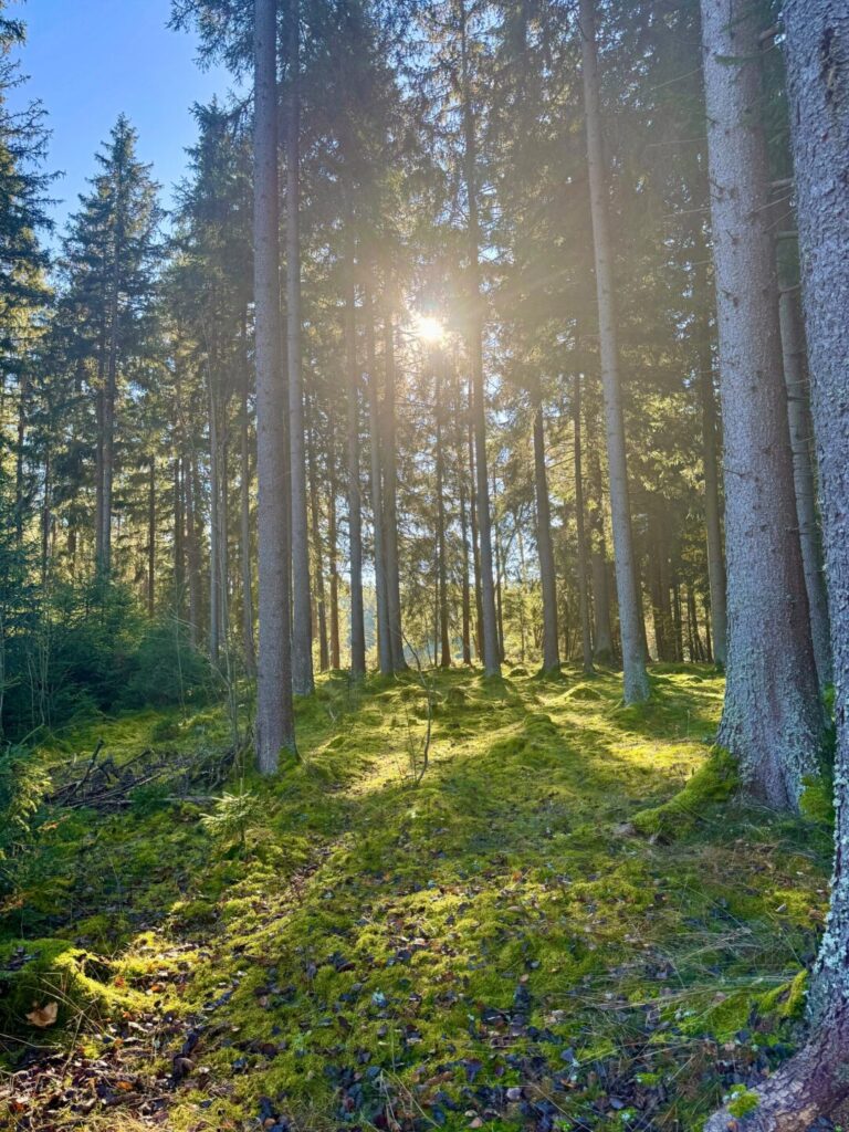 Fichtenwald mit Moosboden und Sonnenstrahl