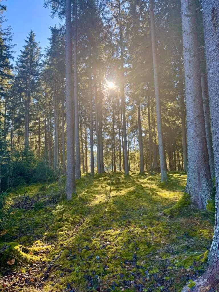 Fichtenwald mit Moosboden und Sonnenstrahl